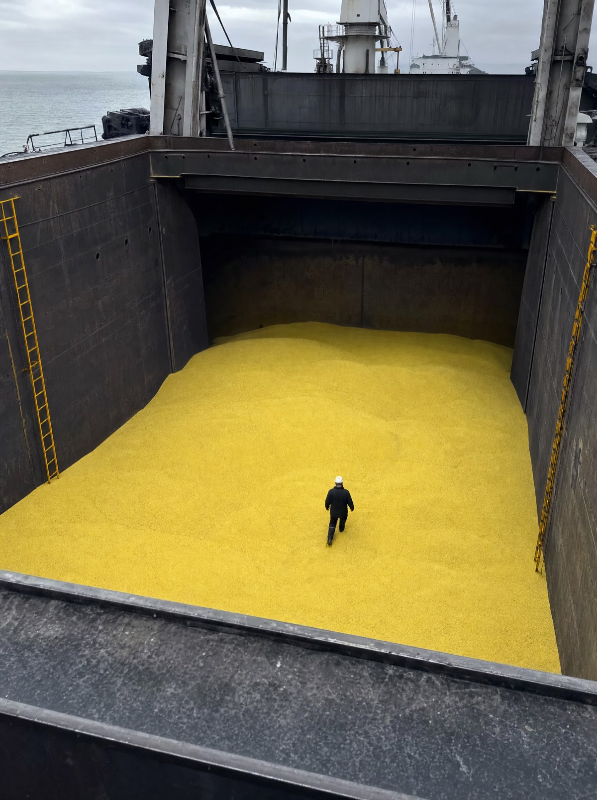 Wheat being inspected inside the hold of a bulk carrier during loading